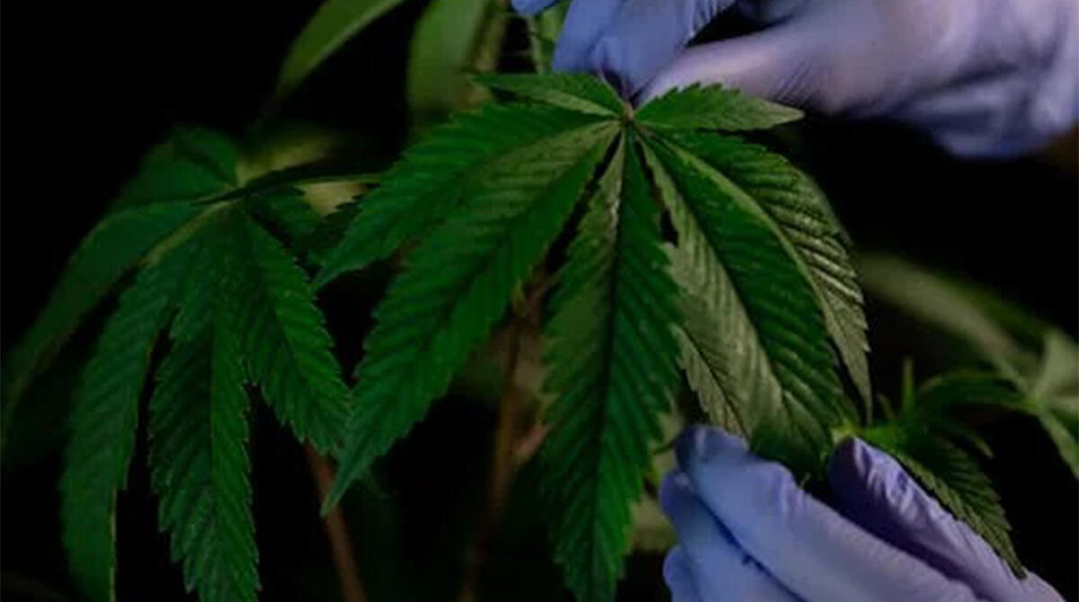 Insospettabile 53enne coltivava marijuana nel garage condominiale: arrestata - Piantine di Marijuana REPERTORIO