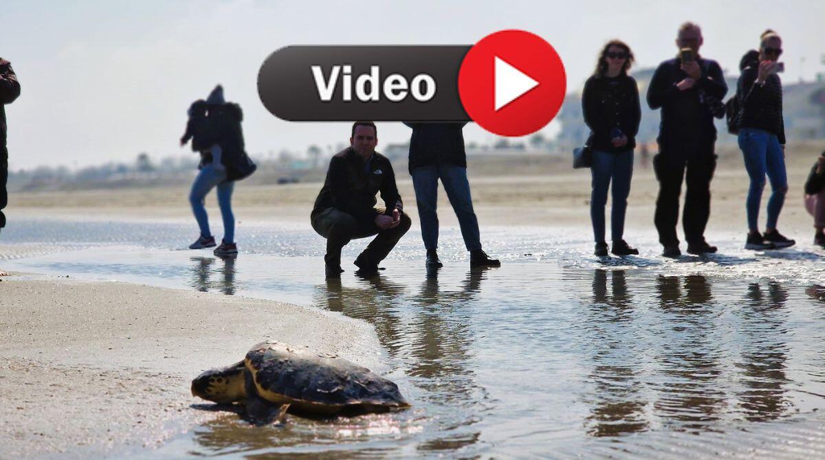 Nuova vita per le tartarughe Tartufo e Torrone: che emozione a Riccione per la loro liberazione - Le immagini delle tartarughe liberate a Riccione