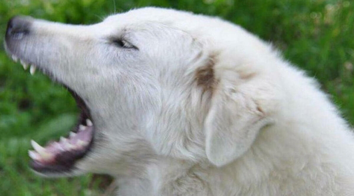 Choc a Mercatino Conca: pensionata aggredita e uccisa dal suo cane - Archivio