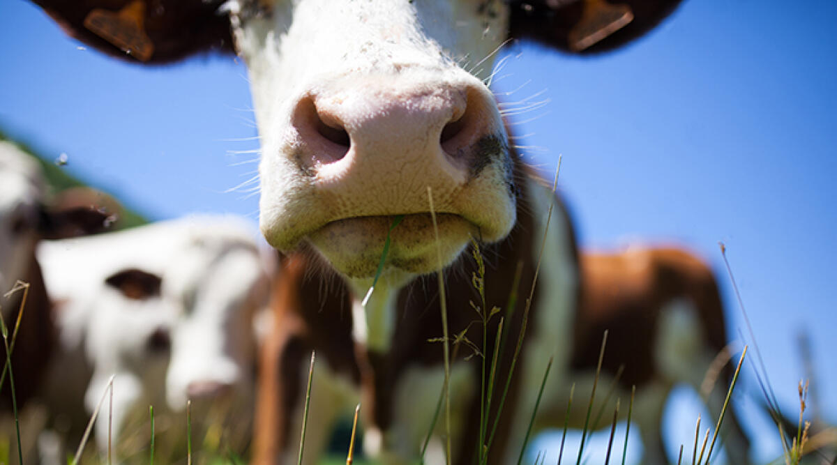 Il segreto per una vita più sana? L'integrazione del collagene grass fed secondo esperti e sportivi - Mucche al pascolo