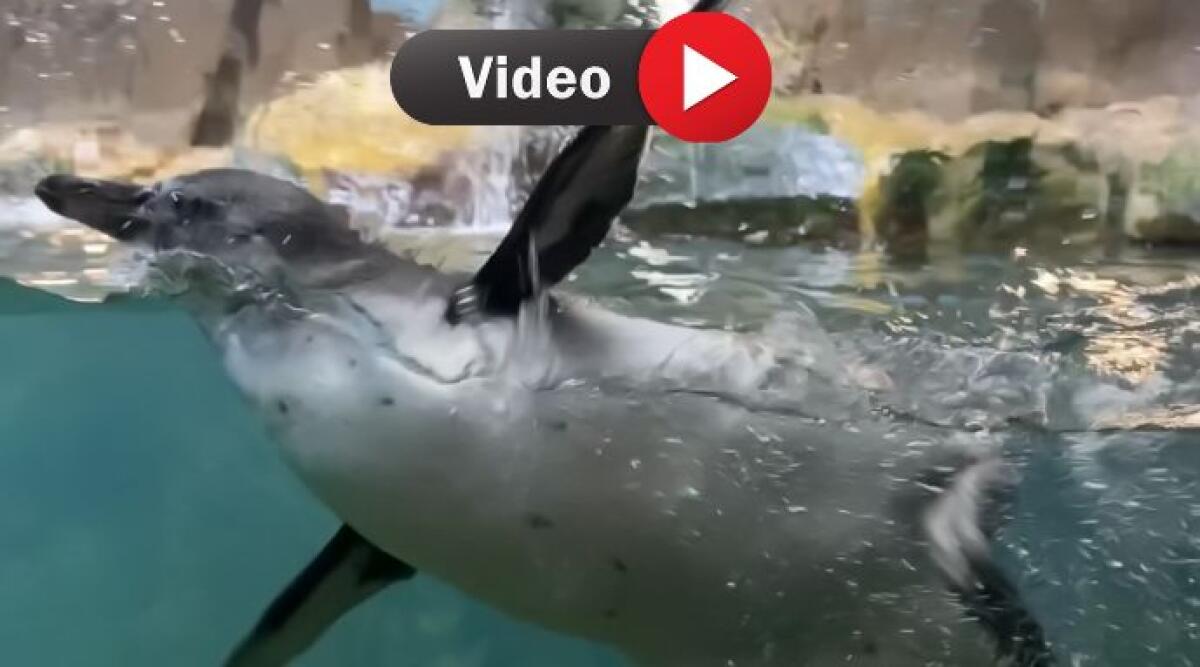 Cattolica ha un nuovo cittadino onorario: è un pinguino di nome Bilù - Il piccolo Bilù, il pinguino di Humboldt dell'Acquario