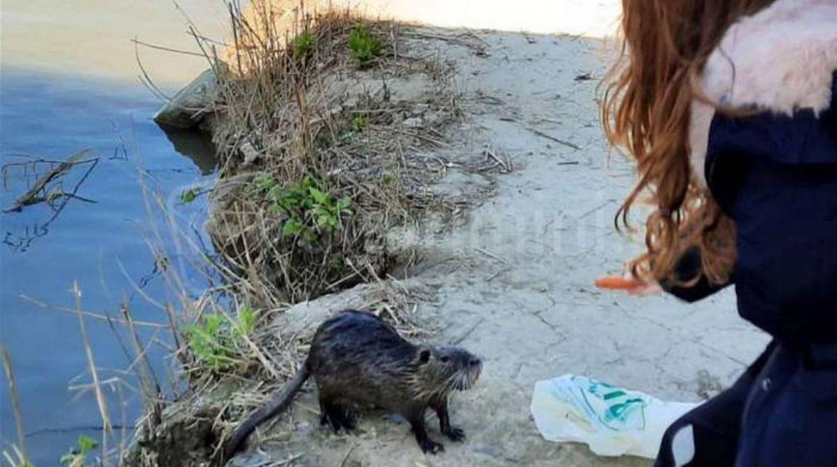Riccione, attivato il piano per il controllo della nutria -
