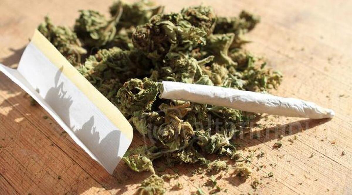 Marijuana nel freezer: sospetti confermati sullo spaccio intorno all'officina - Marijuana REPERTORIO