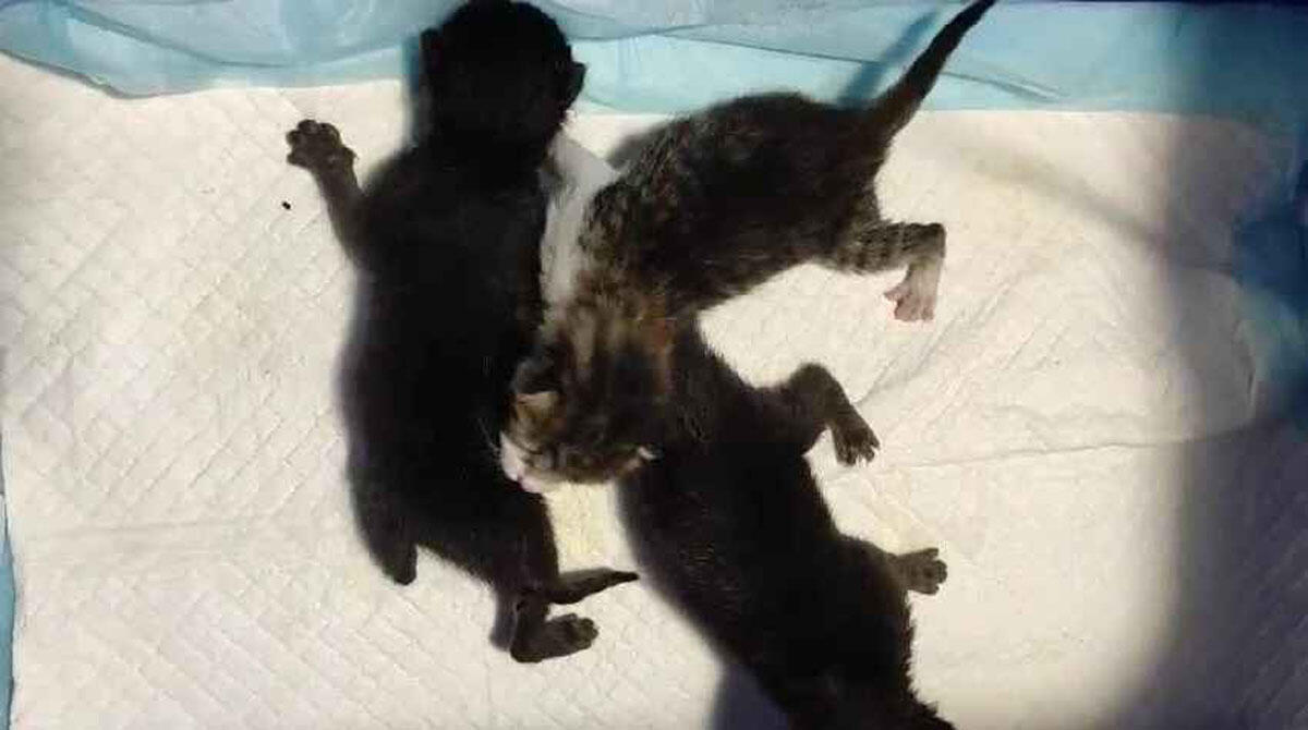 Tre gattini appena nati abbandonati dentro un sacchetto di plastica: salvati da morte atroce - 