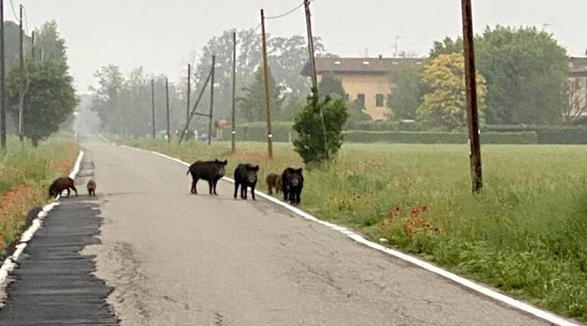 Peste suina nei cinghiali, Sos della Regione Emilia-Romagna - Foto di repertorio