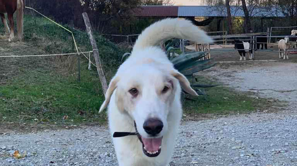 Il cane Eddy ha una nuova famiglia dopo due ricoveri: la bella storia a lieto fine - Il cane Eddy