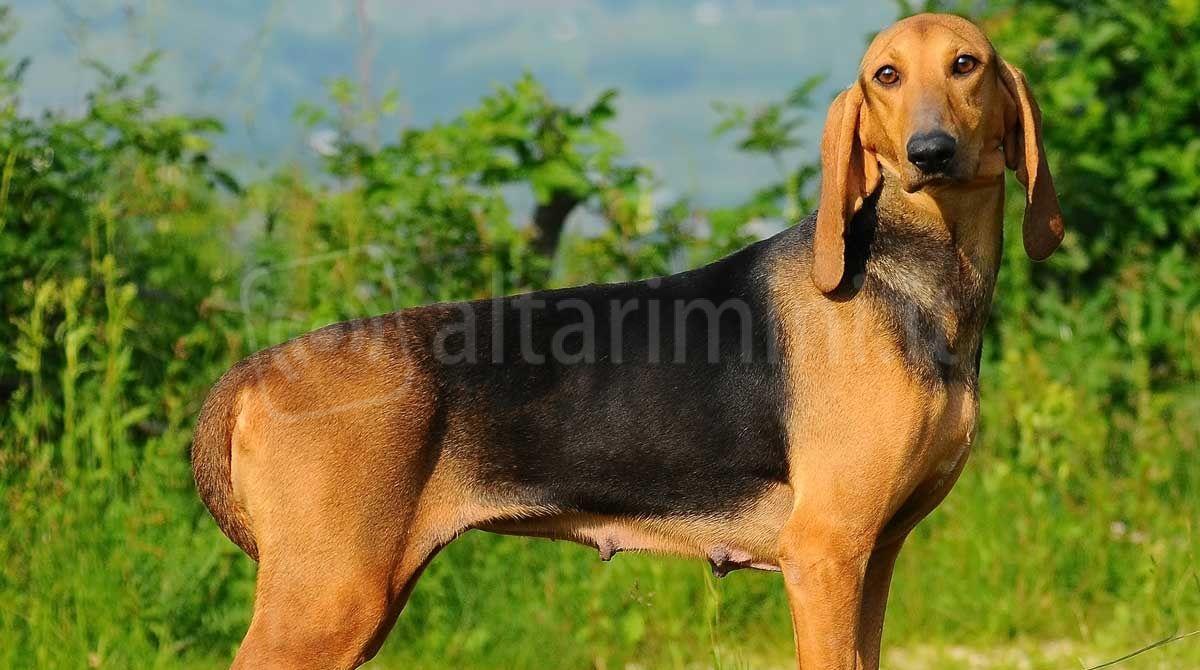 In Alta Valmarecchia la "Prova nazionale per cani da seguita su lepre" -