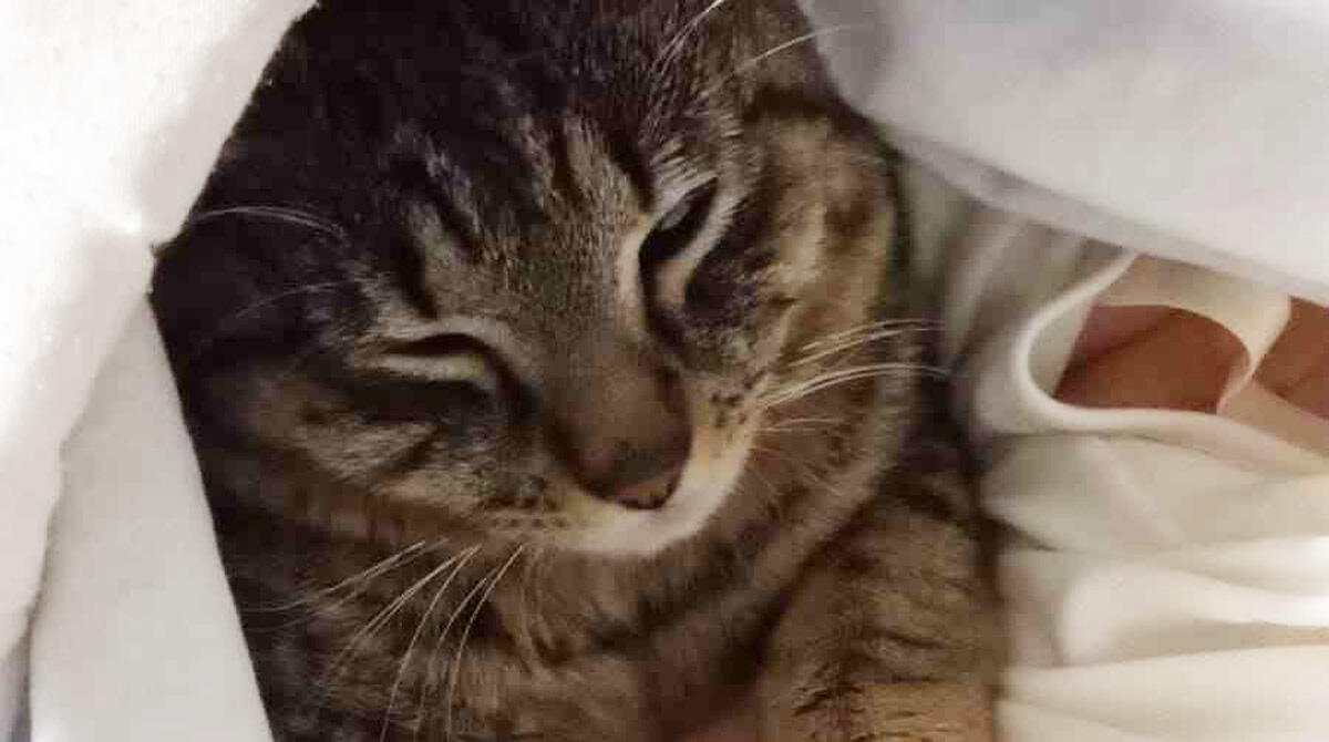 Destinato all'eutanasia, il gatto Covi è rinato: la bella storia da Rimini - 