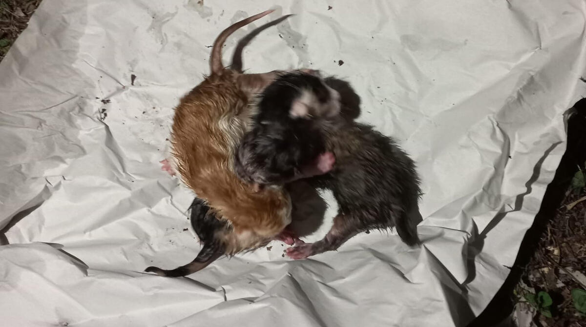 Novafeltria, 3 gattini abbandonati nel bidone dell'umido: salvati grazie a un passante - I tre gattini salvati grazie a un passante (foto da Fb: Enpa Rimini)