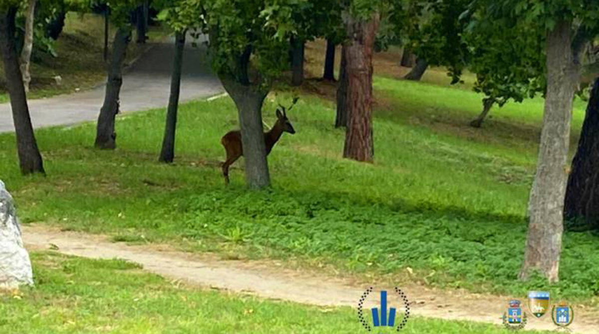 Un capriolo fa chiudere il parco. Divieto d'accesso fino a quando non verrà allontanato - Il capriolo del Parco Chico Mendez a Riccione