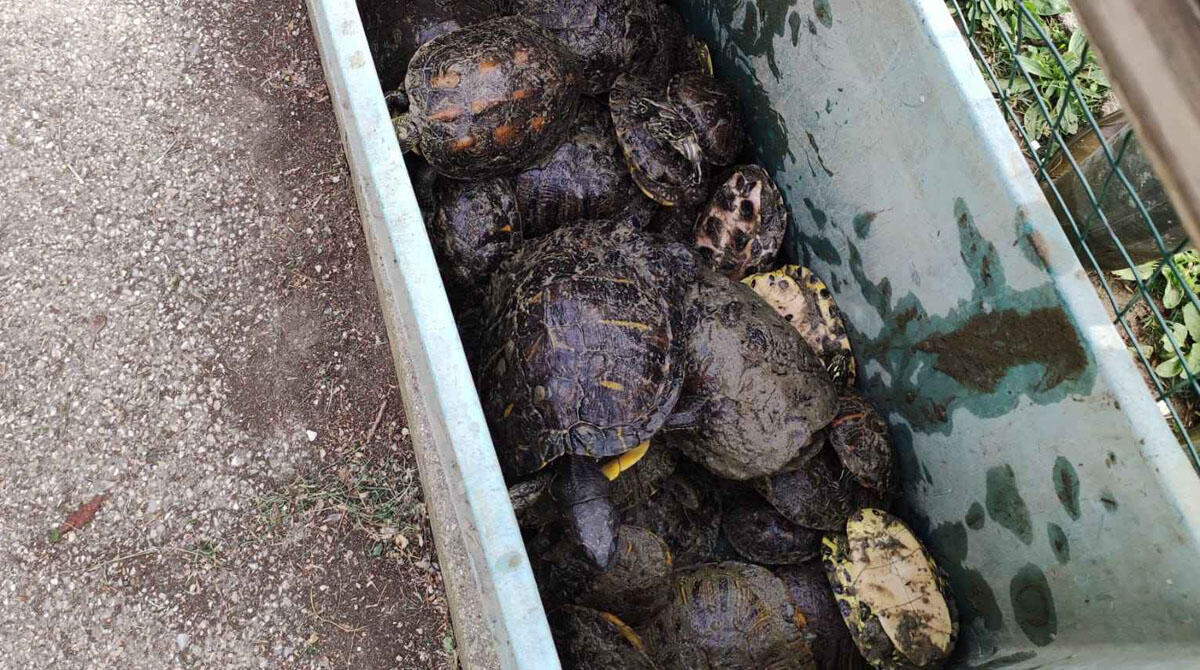 Riccione, 75 tartarughe abbandonate hanno trovato una nuova casa - 