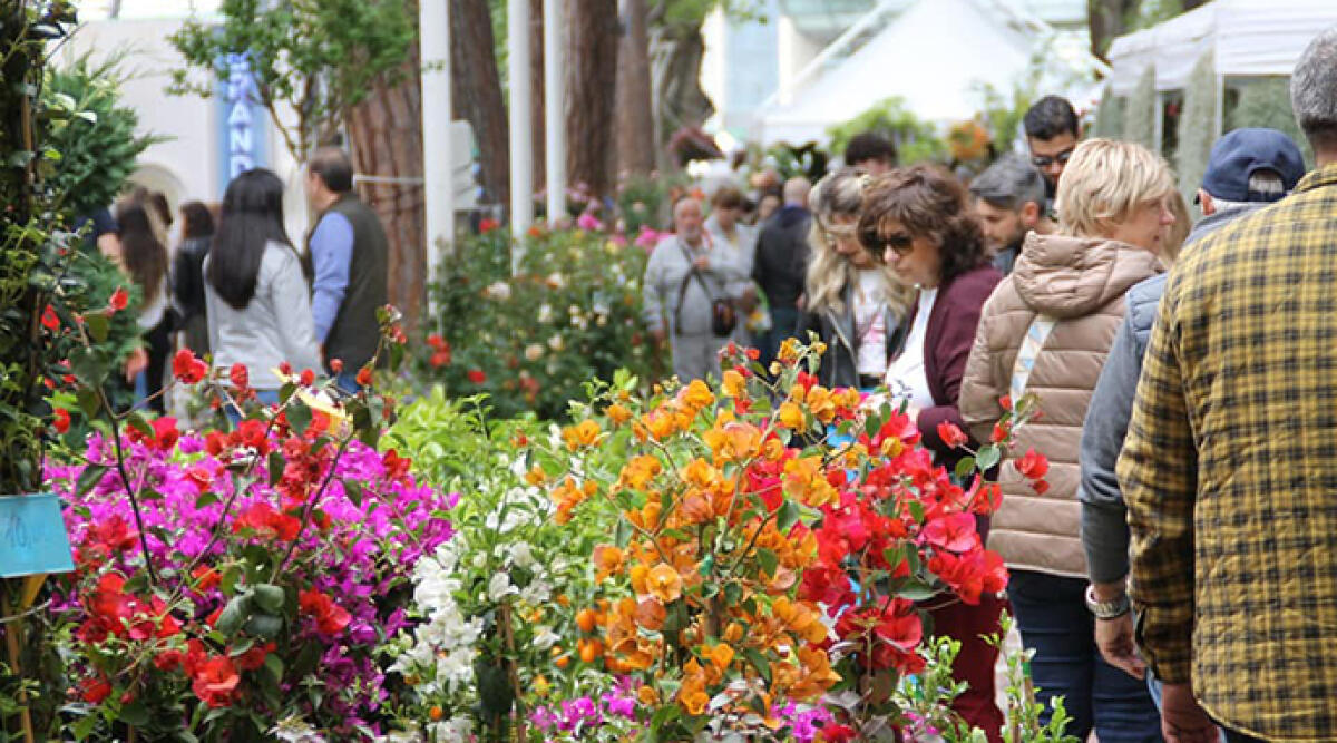 Dal 25 aprile sino al 5 maggio: in Romagna un ricco calendario di eventi - Cattolica in Fiore