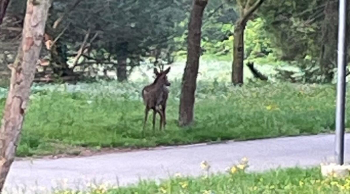 Il ritorno del capriolo a Riccione: lo scatto pubblicato sui social “allarma” i residenti - Il capriolo fotografato al parco (Ph Facebook)
