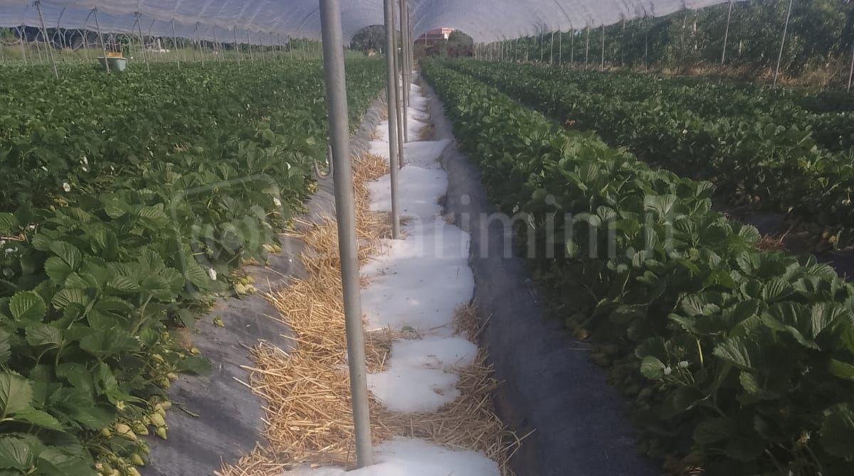 Coldiretti: il freddo danneggia coltivazioni ed apicoltura in provincia di Rimini - Grandinata a Poggio Torriana