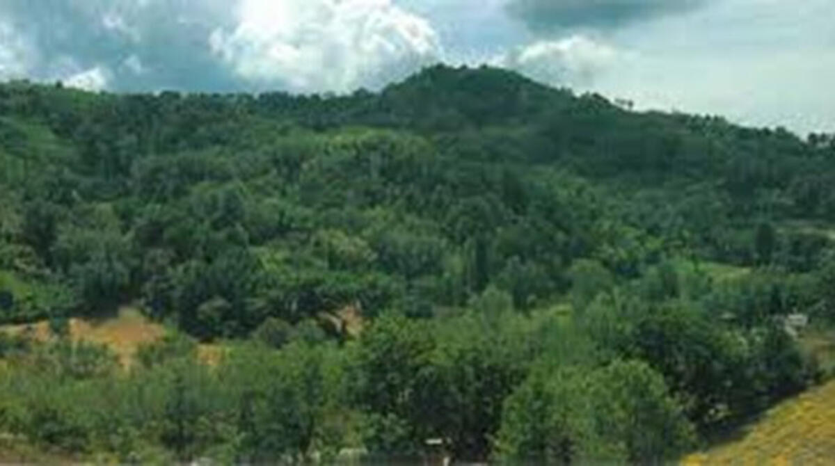 Il grande bosco relitto dell'entroterra diventa area di riequilibro ecologico - Bosco di Albereto, Montescudo - Monte Colombo