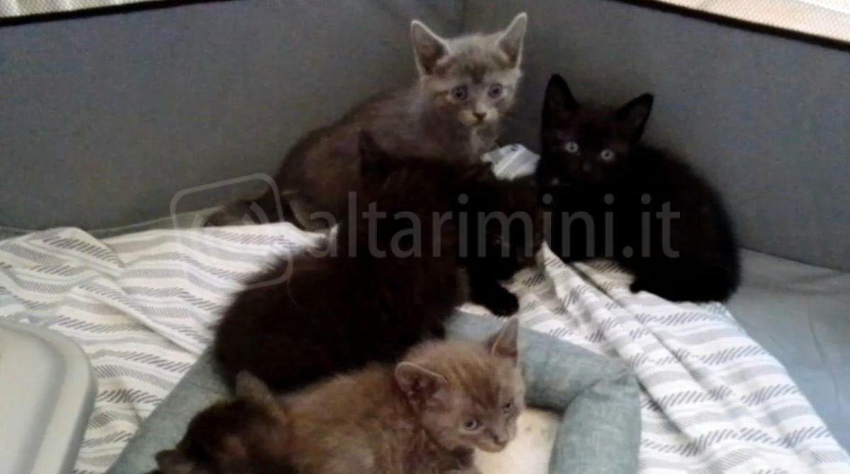 Gattini abbandonati a Covignano salvati dai volontari e dal Canile di Rimini - I gattini salvati