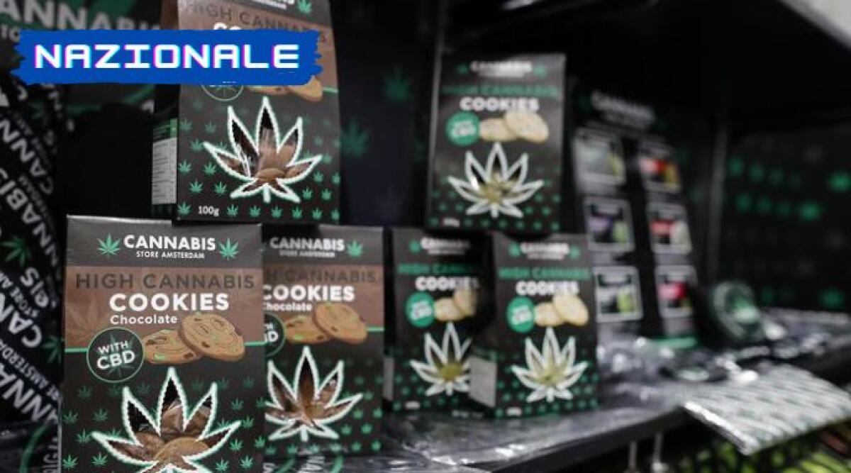 Stop alla cannabis light: il governo vuole vietarla -