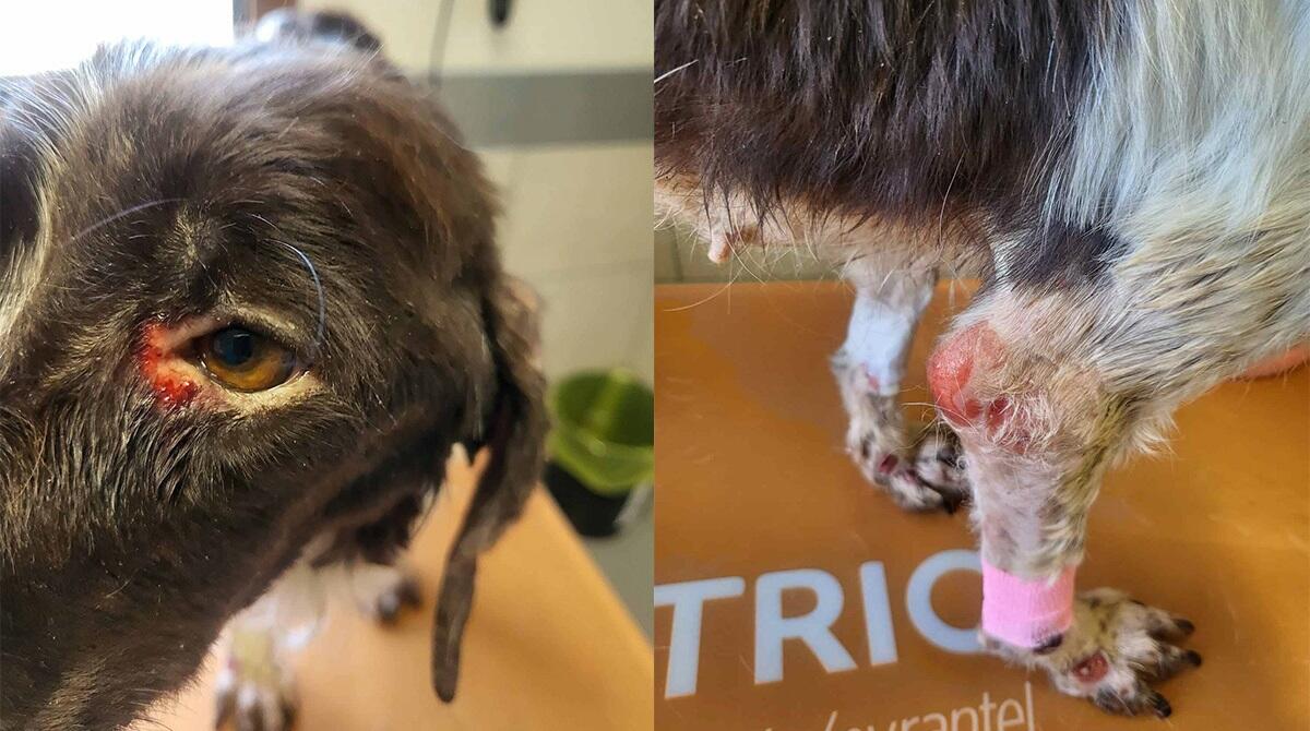 Fa morire il proprio cane di stenti: denunciato riccionese - 