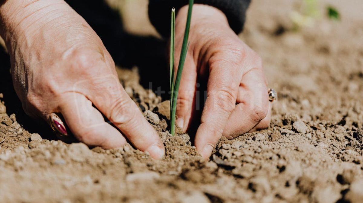 Quasi 500 nuovi alberi a Rimini: terminati gli interventi di messa a dimora - 