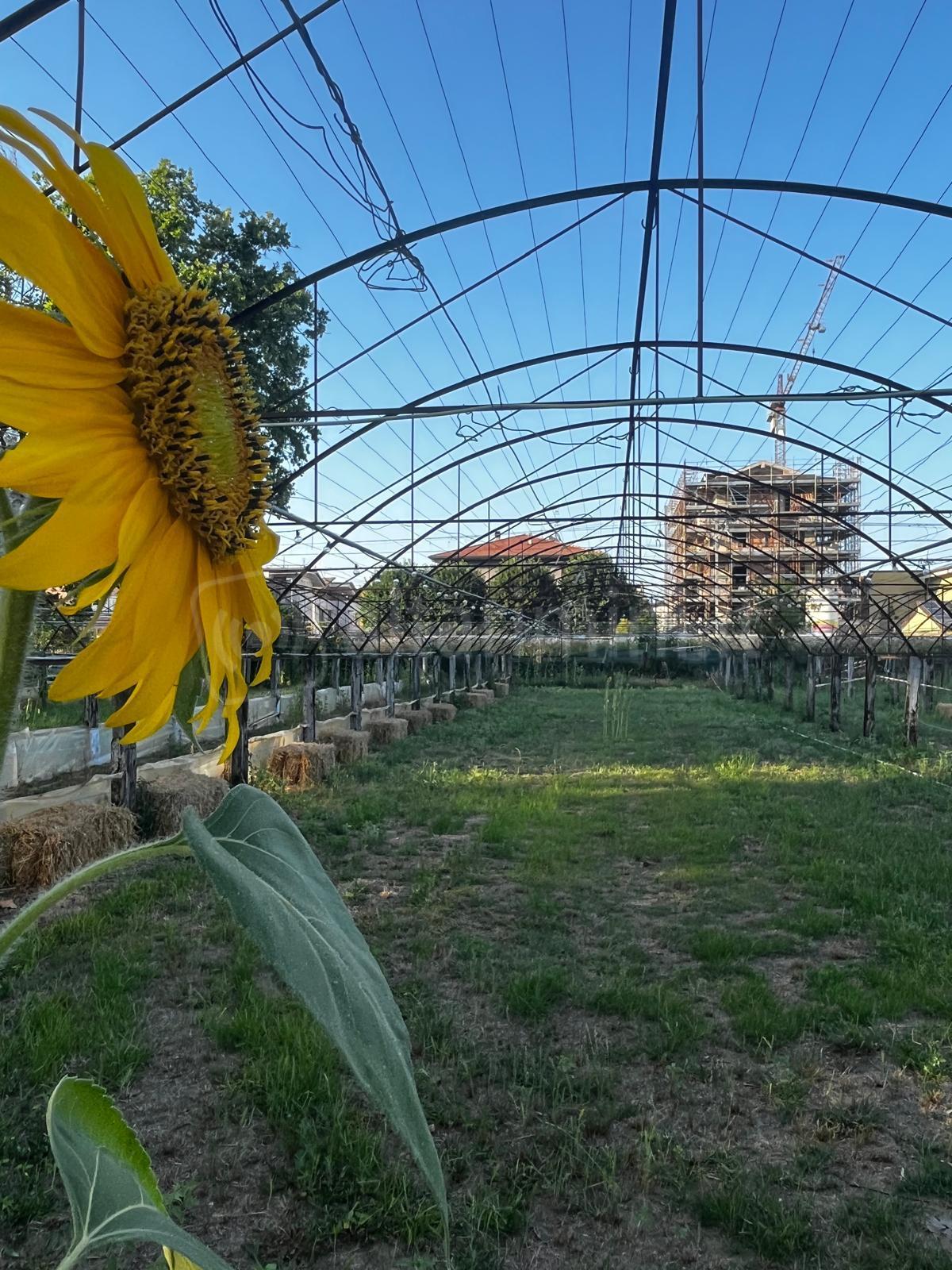 Festa della Mamma a Viserbella alle Serre di via Bruschi - La zona dove si svolgerà la festa