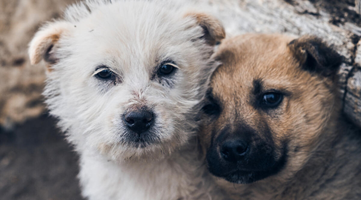 Condannato per il tentato furto di due cani: la vicenda a Miramare - Foto di repertorio