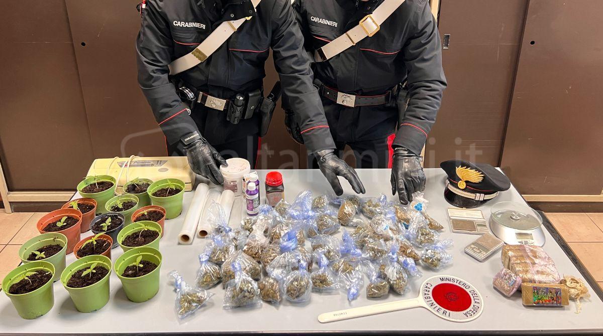 Serra di marijuana nella casa dell'anziano assistito: badante patteggia -
