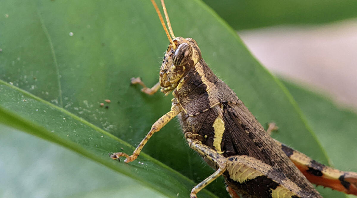 Contrasto alle cavallette, presentate le linee guida della Regione per la lotta e il contenimento delle infestazioni - Foto di repertorio
