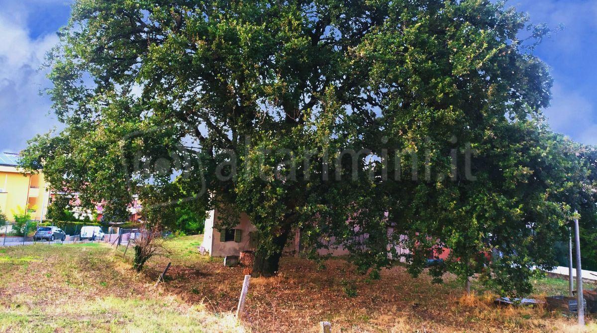 Nuovo Regolamento del Verde a Coriano approvato dal Consiglio Comunale - Albero monumentale di via Scuole (Roverella di età stimata attorno ai 100 anni)