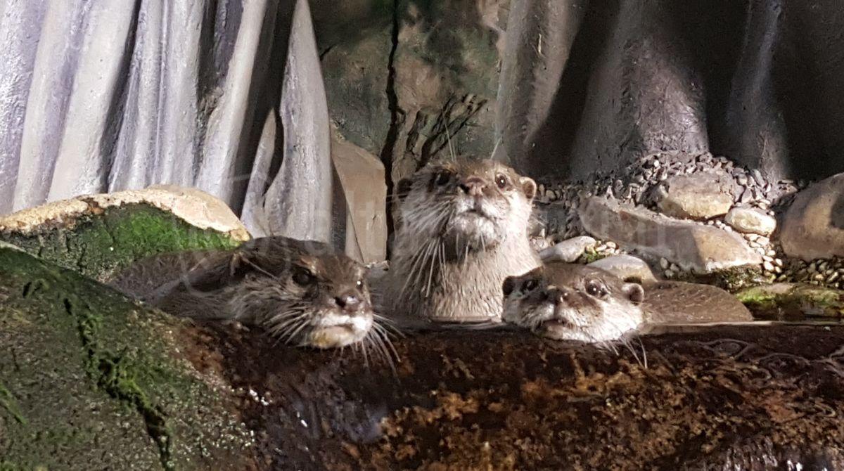 Giornata mondiale della Lontra: all'Acquario di Cattolica festa per Eva, Marta e Costanza - 