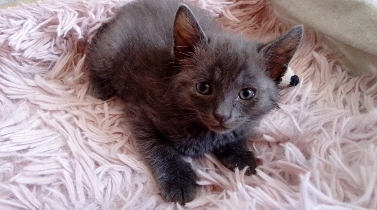 Cuccioli di gatto abbandonati a Covignano, due in condizioni critiche: gli altri 5 cercano un padrone - La gattina Marilù