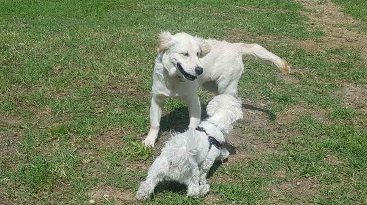 Rimini apre la 16esima area per sgambamento cani: ecco dove -