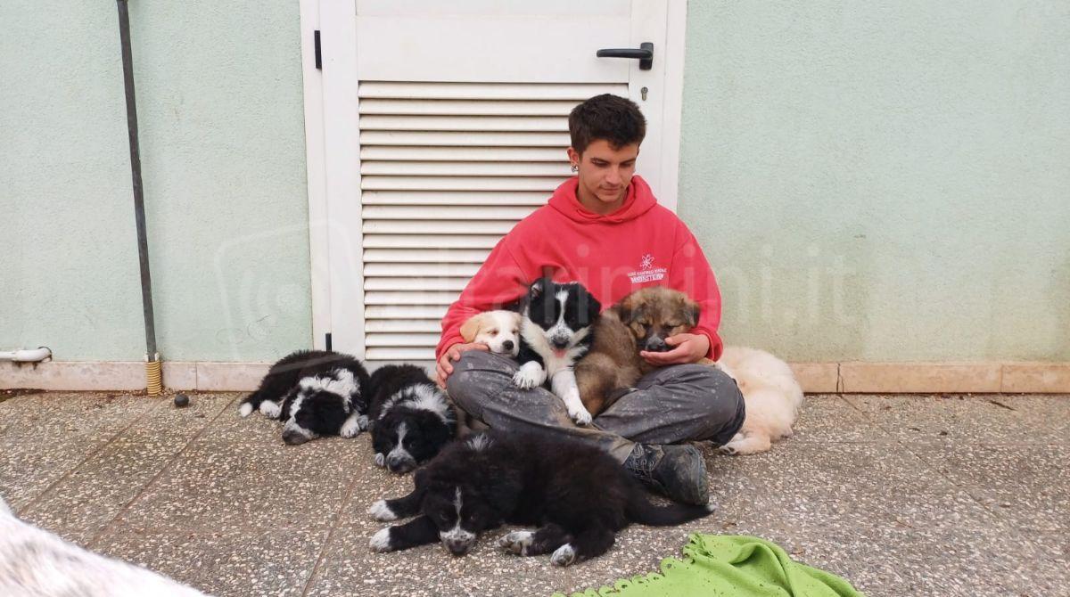 Canile Riccione, tanti cuccioli pronti per essere adottati - 