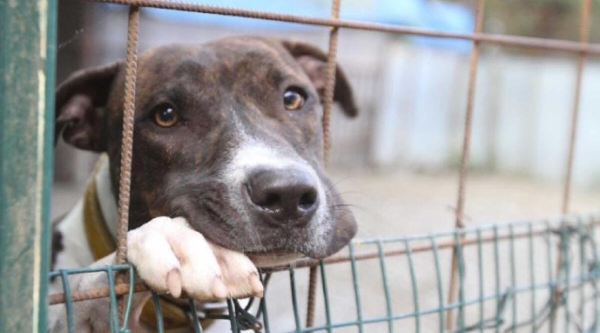 Caso del cane deceduto per maltrattamenti a Riccione, scatta la denuncia di Lndc Animal Protection - Repertorio