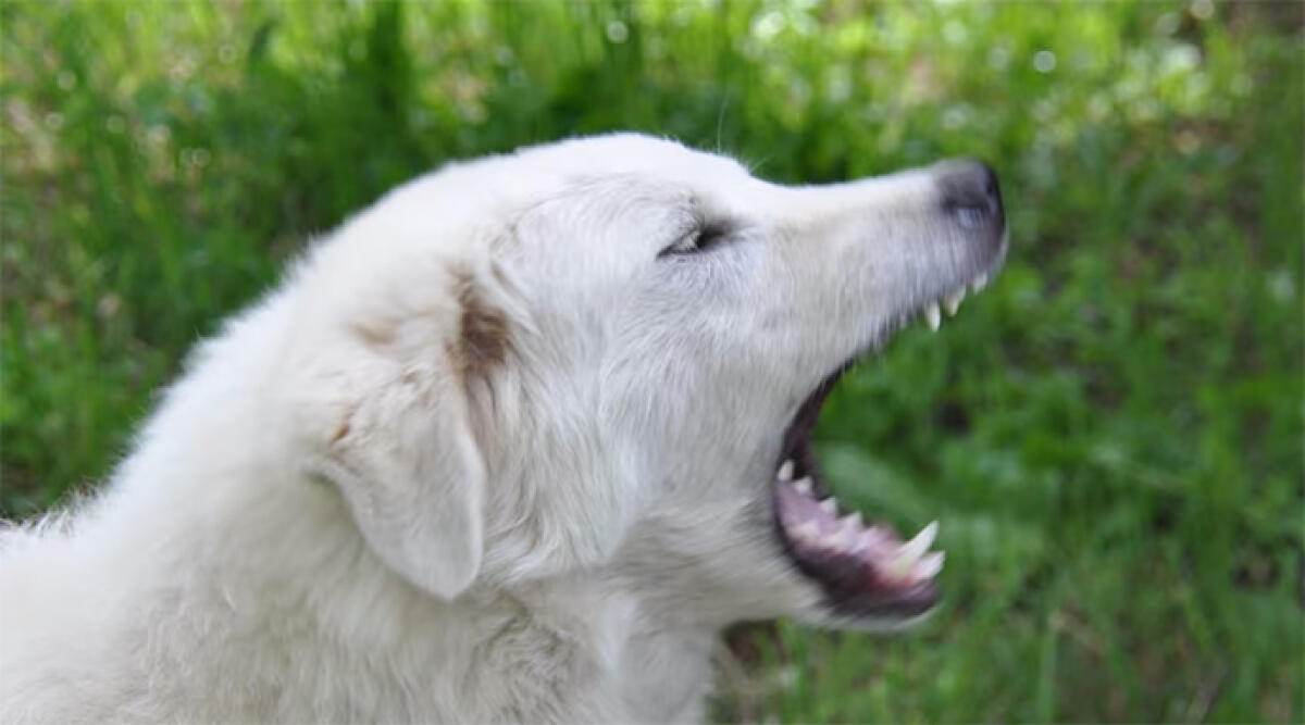 Ciclista attaccato da cani maremmani: dieci giorni di prognosi per morso al polpaccio - Foto di repertorio