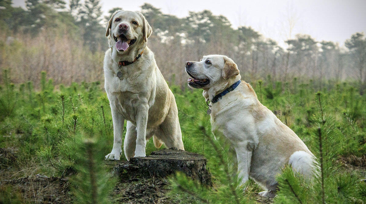 Diritti degli animali: Rimini sottoscrive l'accordo regionale per la tutela in caso di calamità - Foto di repertorio