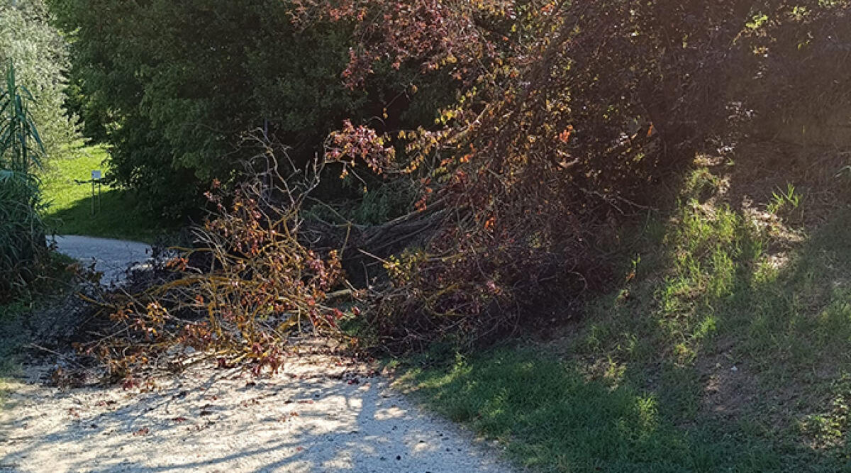 Alberi caduti bloccano il percorso ciclopedonale nel Parco della Cava - L'albero che ostruisce la ciclabile