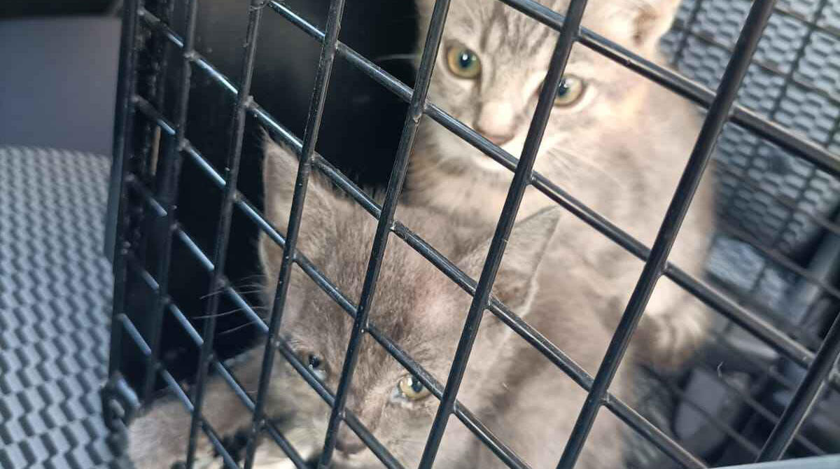 Una triste consuetudine: gattini abbandonati come immondizia nel parcheggio - 