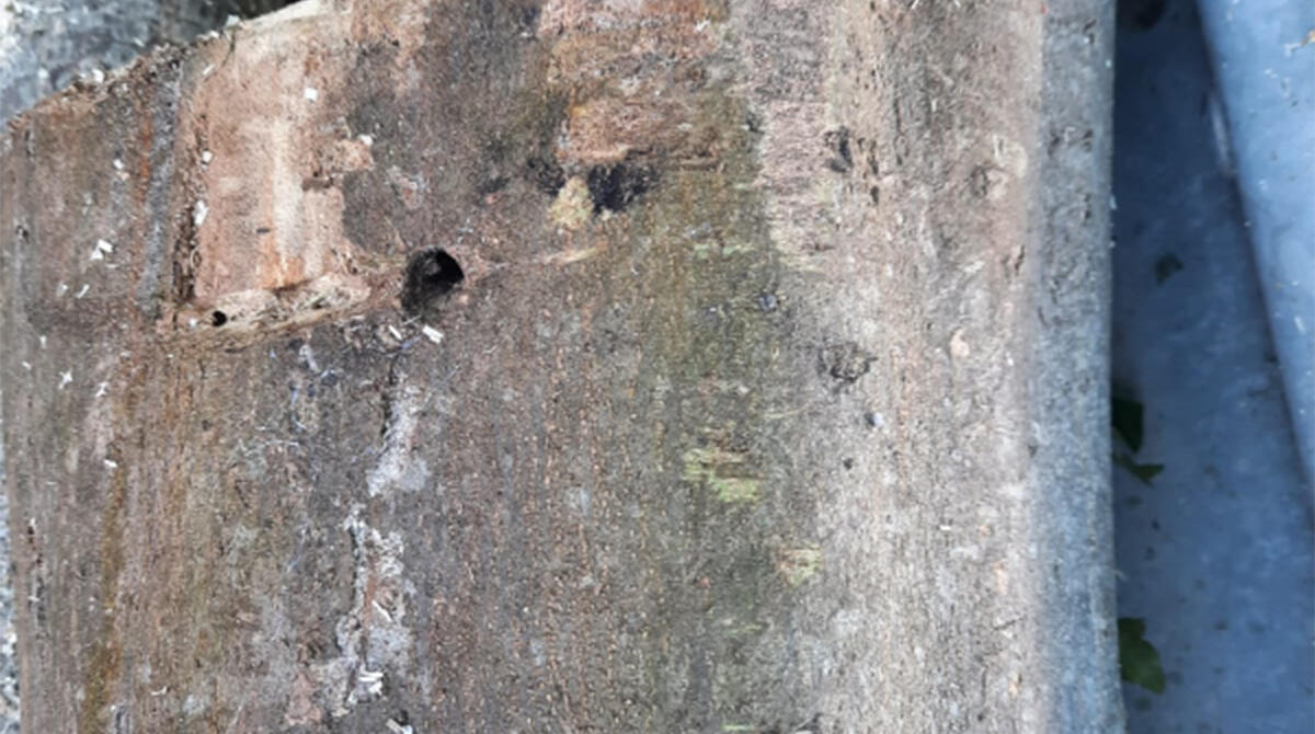 Gesto crudele: buca col trapano il tronco e inietta veleno per far morire alberi ultra trentennali -