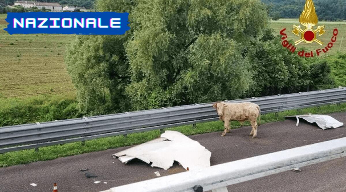 Catturato il toro che da 2 settimane scorrazzava a Vicenza - 