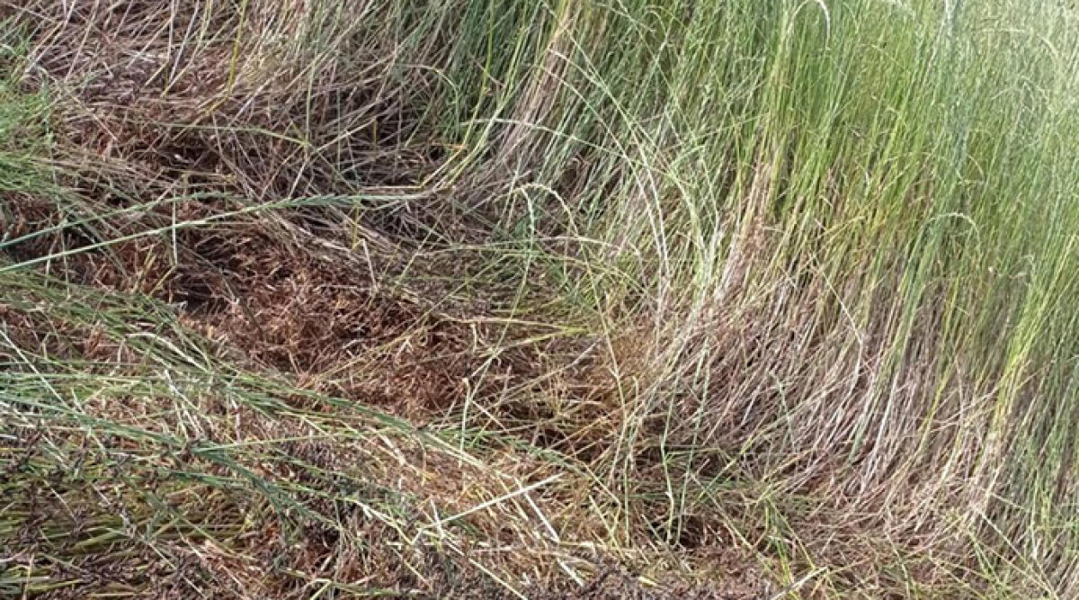 Emergenza Cavallette a Rimini: la Regione chiamata in causa per salvaguardare l’agricoltura locale - 