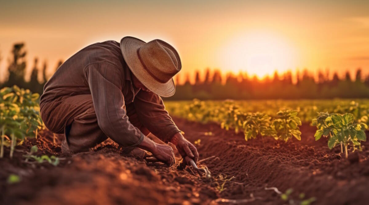 Sicurezza sul lavoro in agricoltura, incontro a Coriano sulle normative - Lavoro agricolo (repertorio)