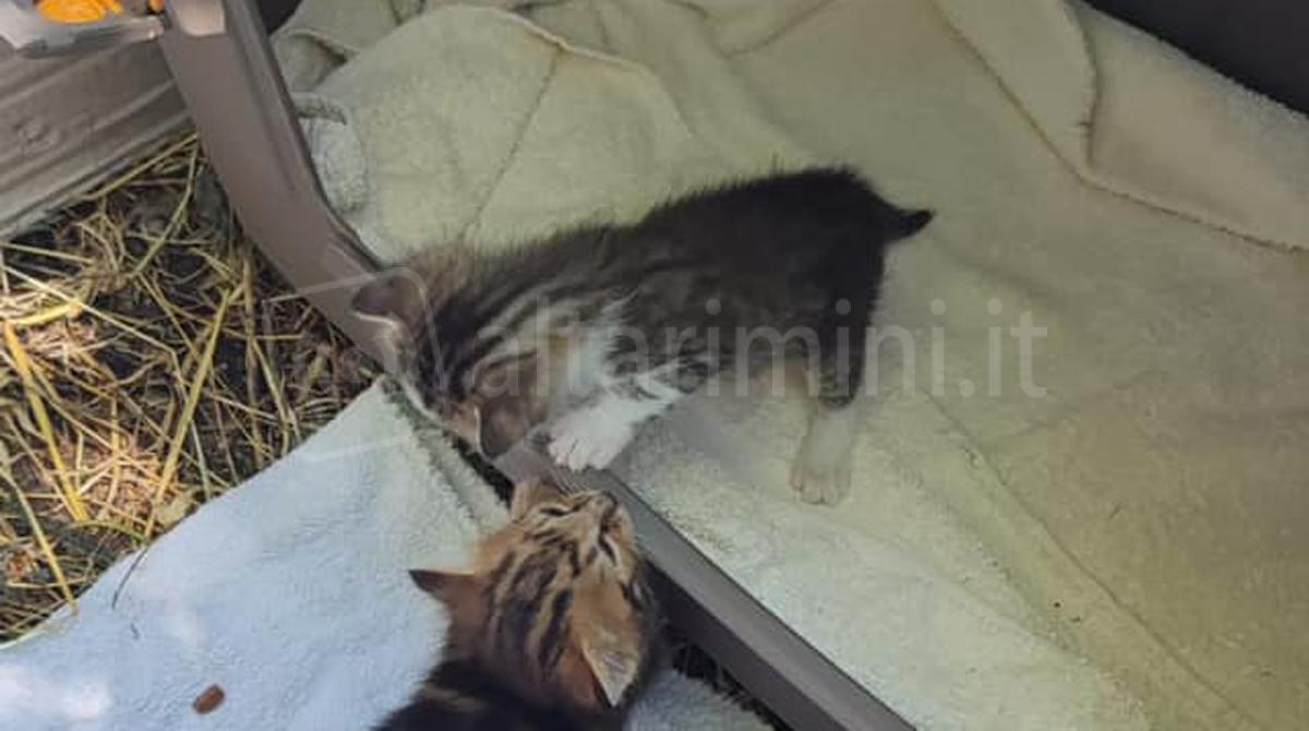 Gatti abbandonati ai Padulli, tutti messi in salvo e portati al canile Cerni -