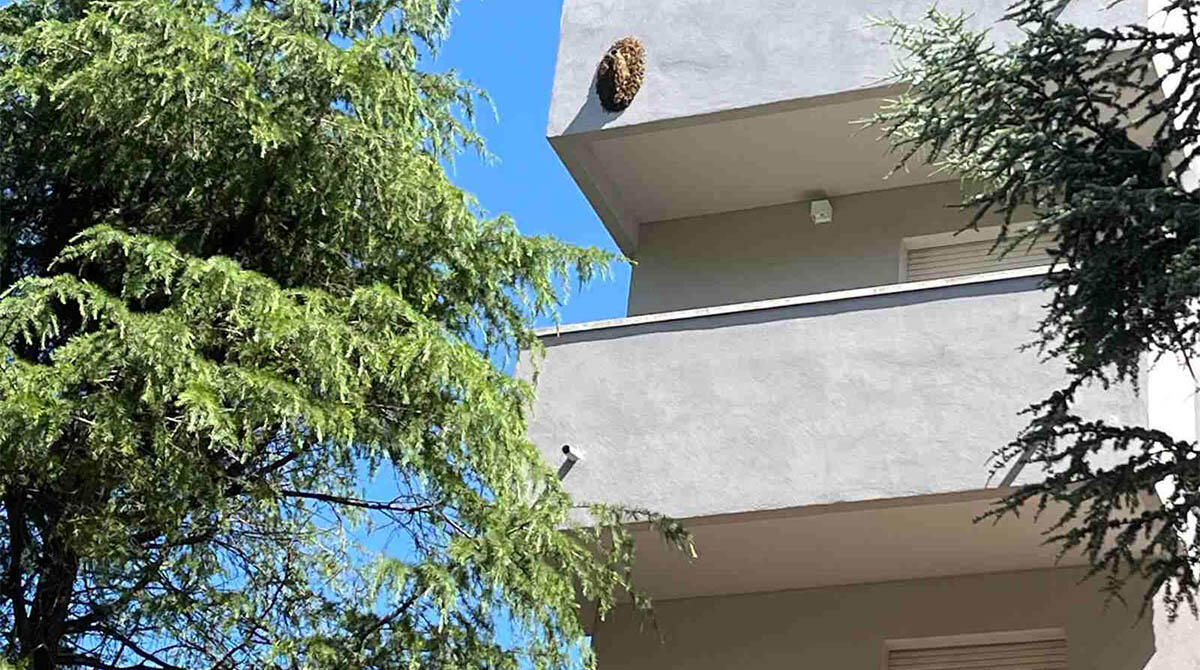 Maxi nido d'api rimosso dal terrazzino di un condominio: apicoltore "scortato" dai Vigili del Fuoco - Il nido d'api sul terrazzino dell'ultimo piano del condominio