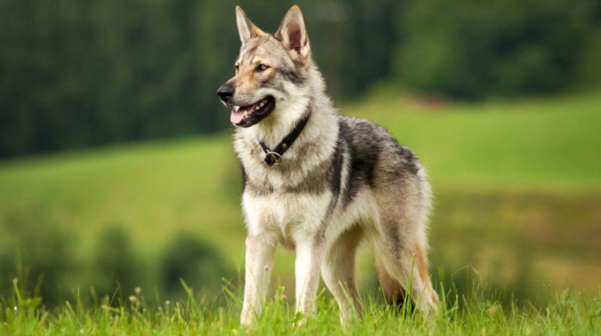 Pennabilli: cani lupo lasciati a piede libero, il sindaco toglie la custodia al padrone - Cane lupo cecoslovacco REPERTORIO