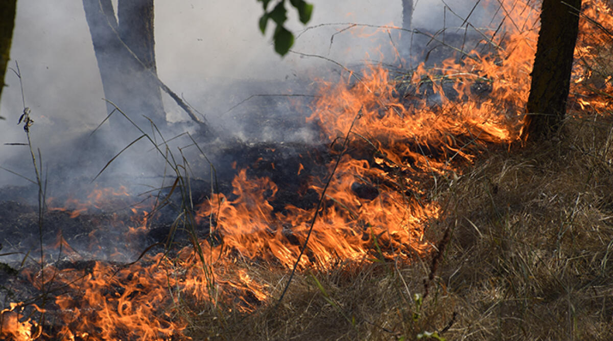 Rischio incendi boschivi in Emilia Romagna, scatta la fase di attenzione - Archivio