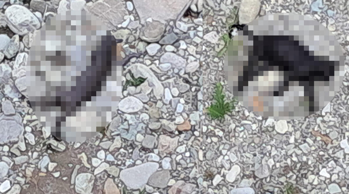 Novafeltria: due gatti trovati morti sotto il ponte, sospetti di crudeltà - Foto inviata dal lettore