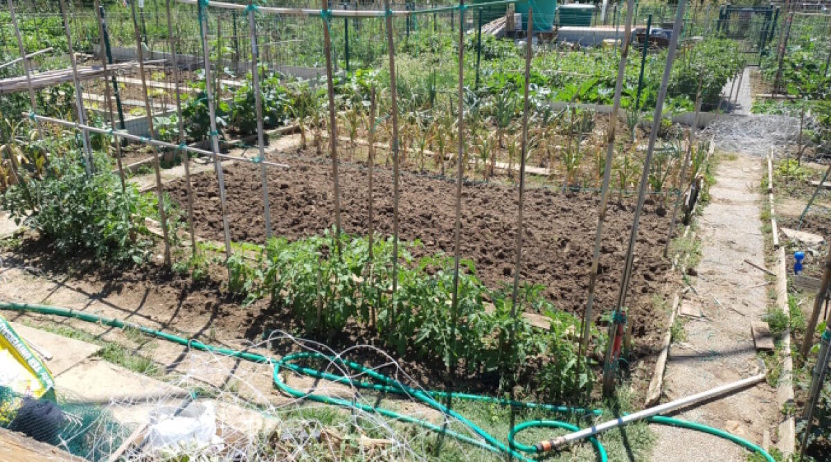 Problemi al sistema di irrigazione degli orti riccionesi, immediato intervento di Geat - Orto di viale Piemonte