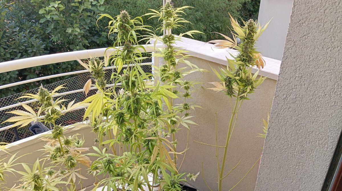 Piantine di marijuana e una serra artigianale in casa, 47enne: "Non sono uno spacciatore" -