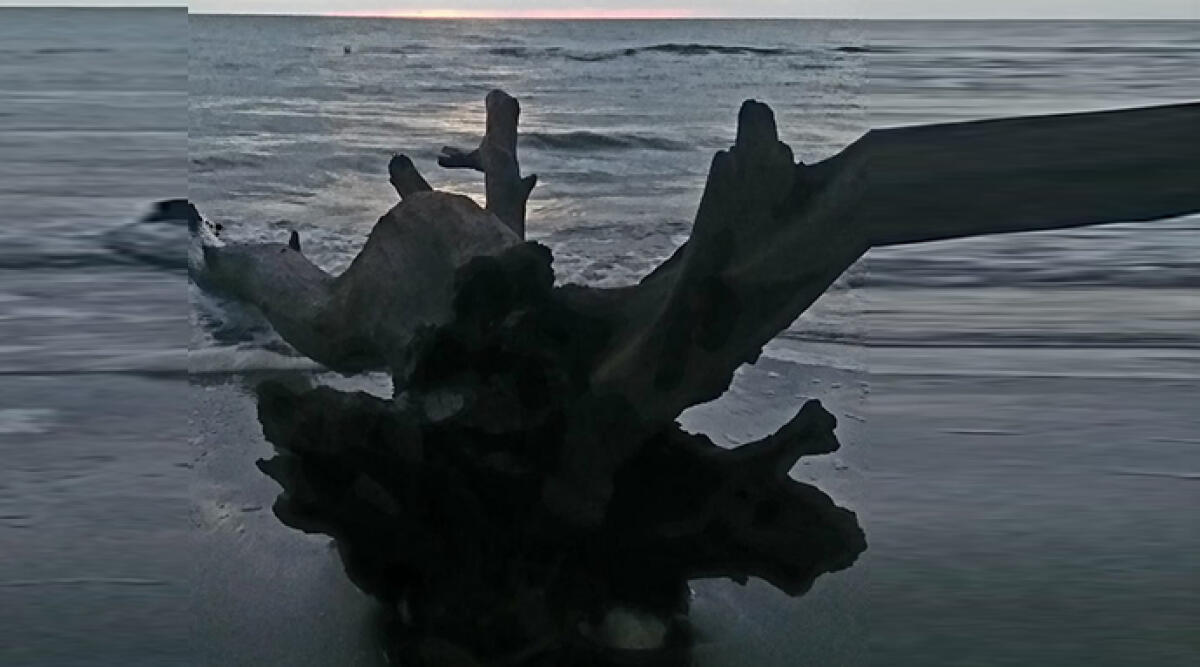 Riccione: approda sulla spiaggia un tronco gigante - Foto di un nostro lettore