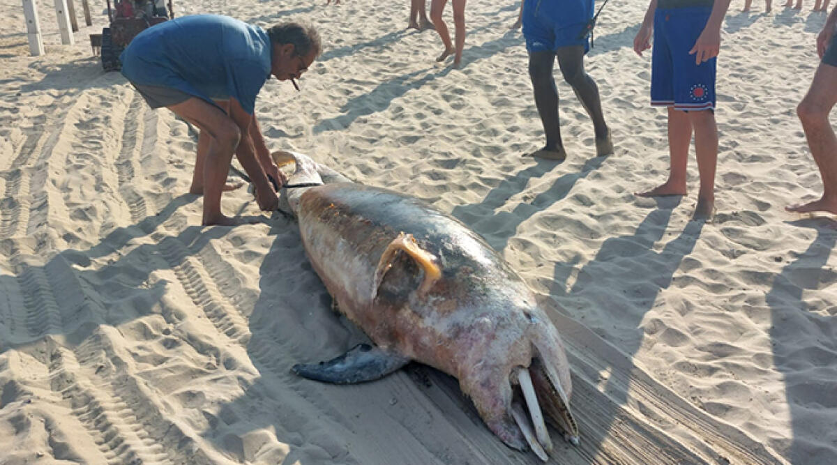 Delfino morto a Rimini: trovato dai bagnanti sulla spiaggia - Il delfino spiaggiato